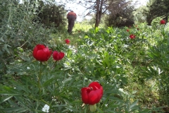 paionies5