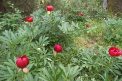 paionies6
