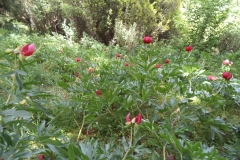 paionies7