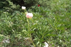 paionies9
